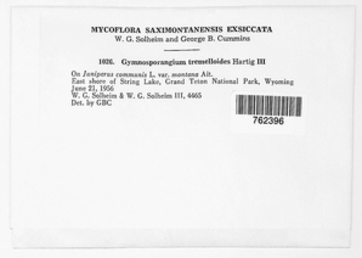 Gymnosporangium tremelloides image
